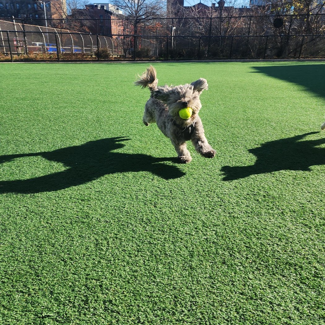 Marcy Green Dog Park 1