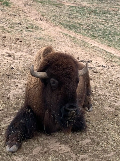 Amarillo Zoo & Sanctuary 3