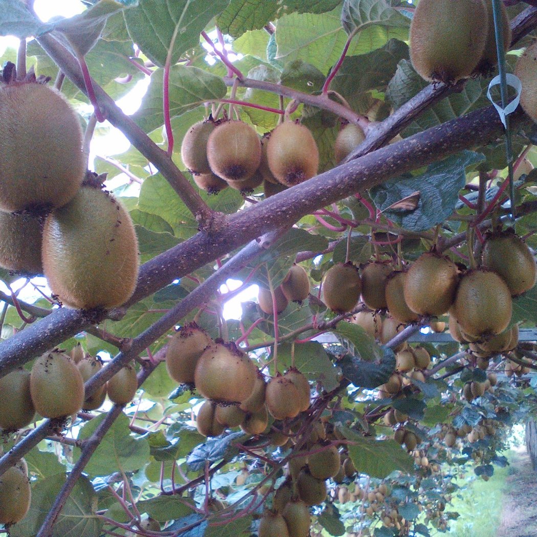 Vente et cueillette de kiwis au verger - en famille 3
