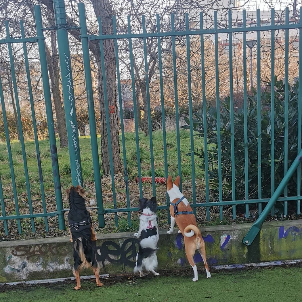 Parc Canin des Puces de Saint-Ouen 2