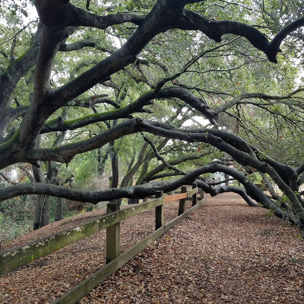 Tree Care Workshop 1