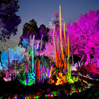 Garden of D’Lights 1