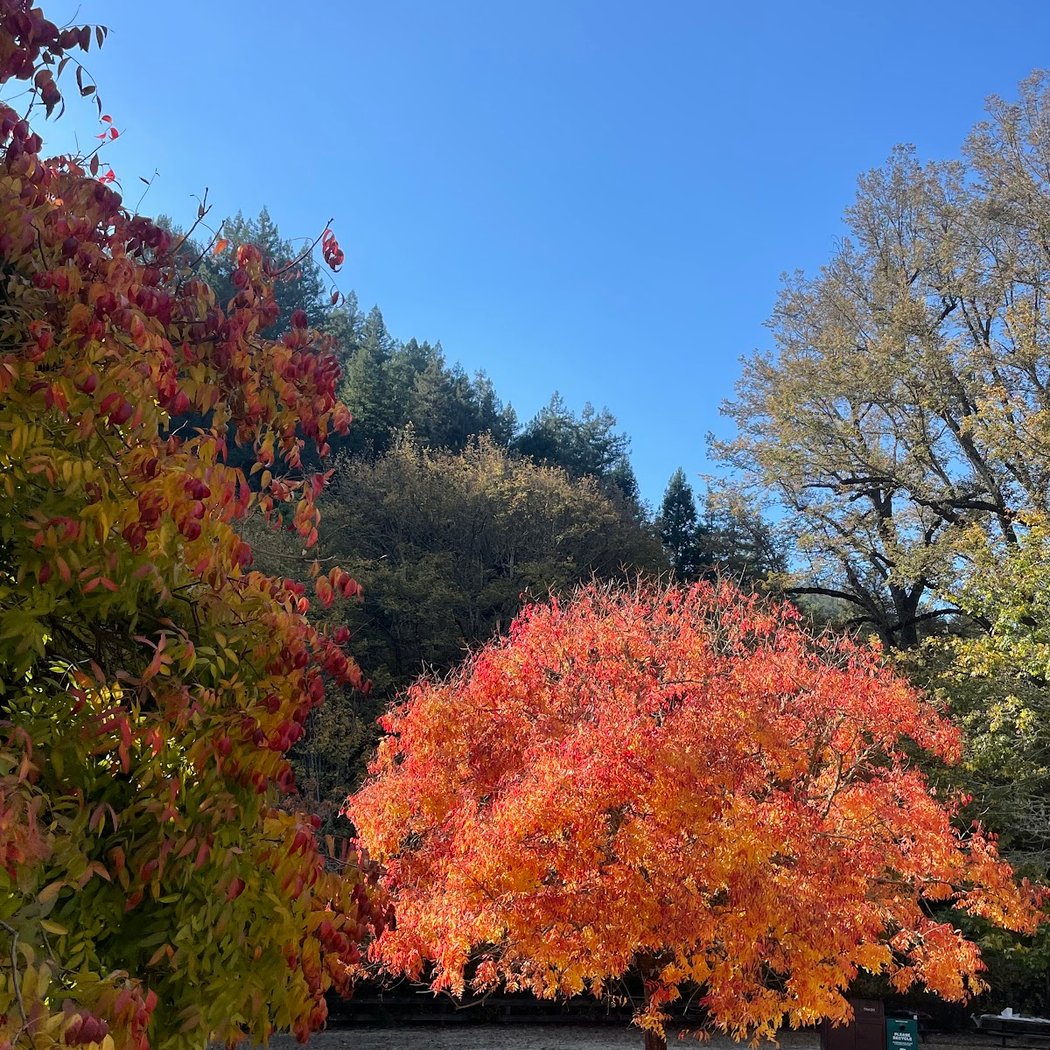 Redwood Peak 3