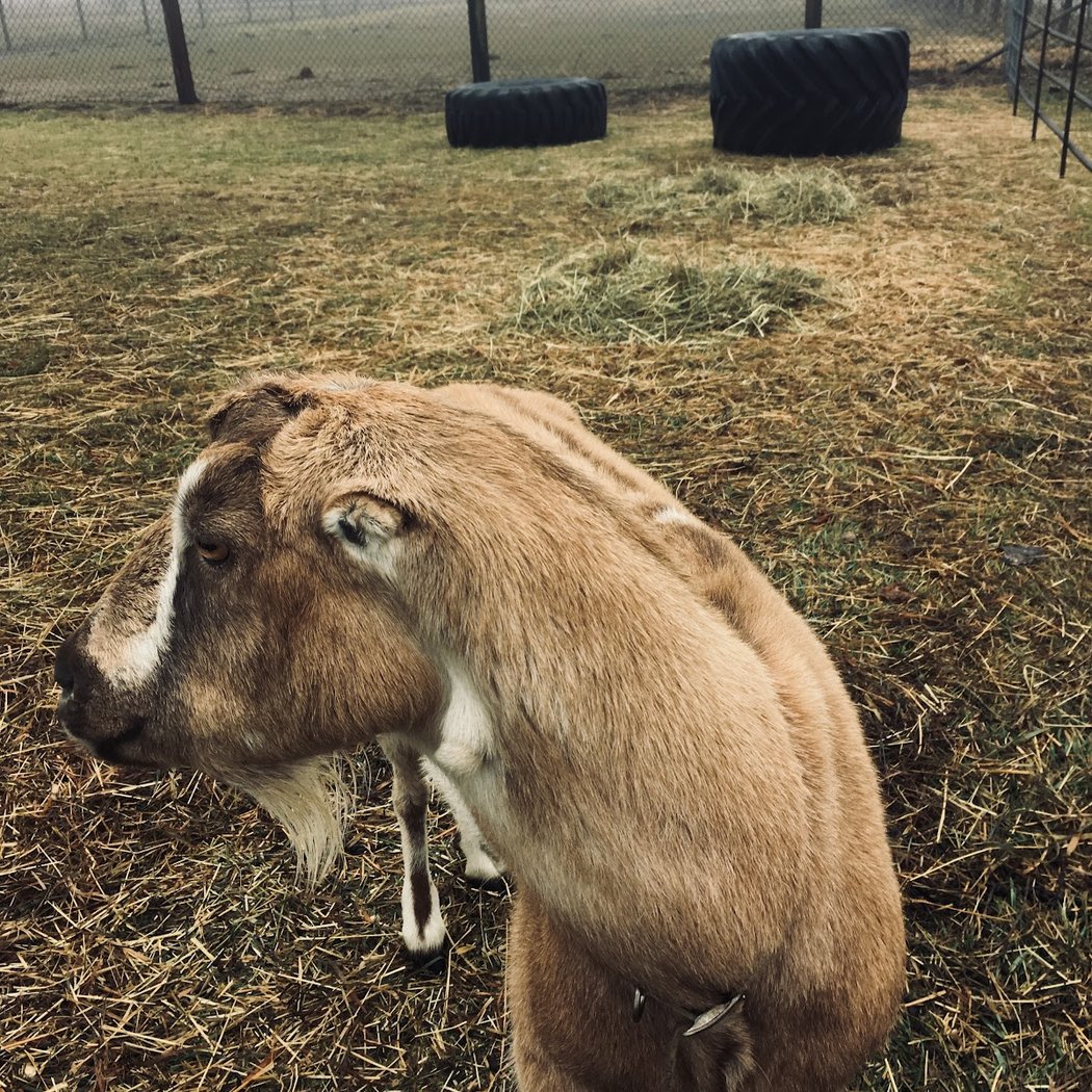 Day Acres Farm 3