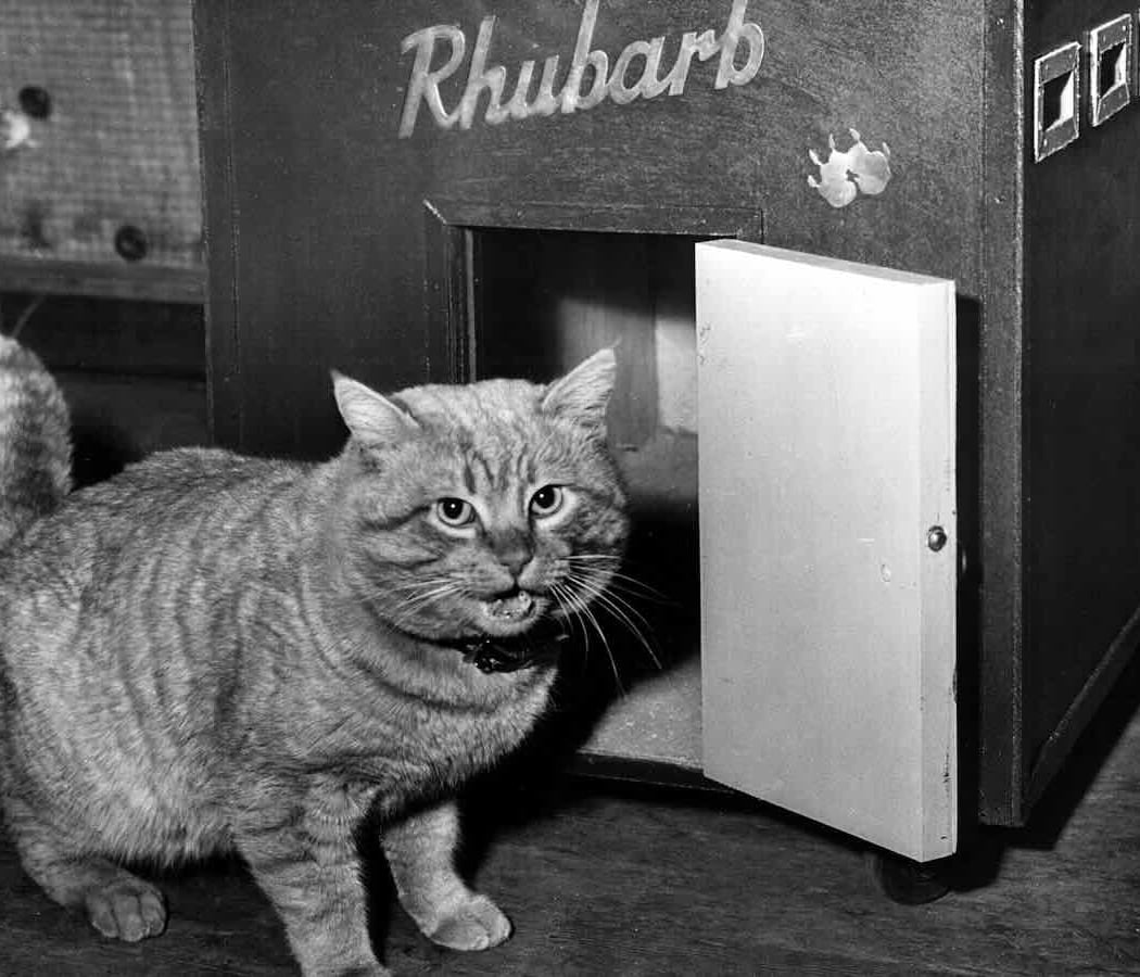 Rhubarb 1