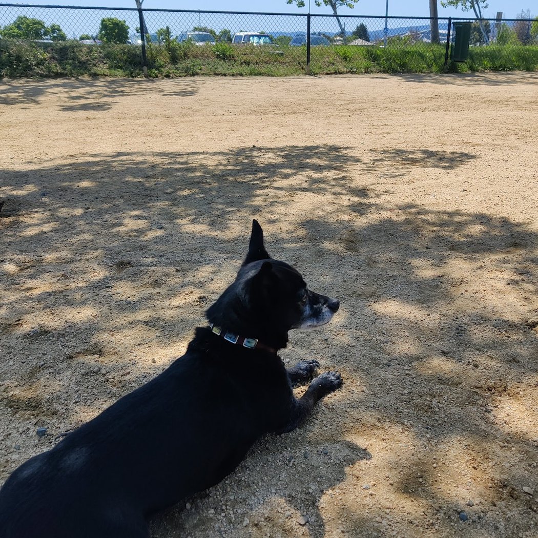 City of Mountain View Dog Park 2
