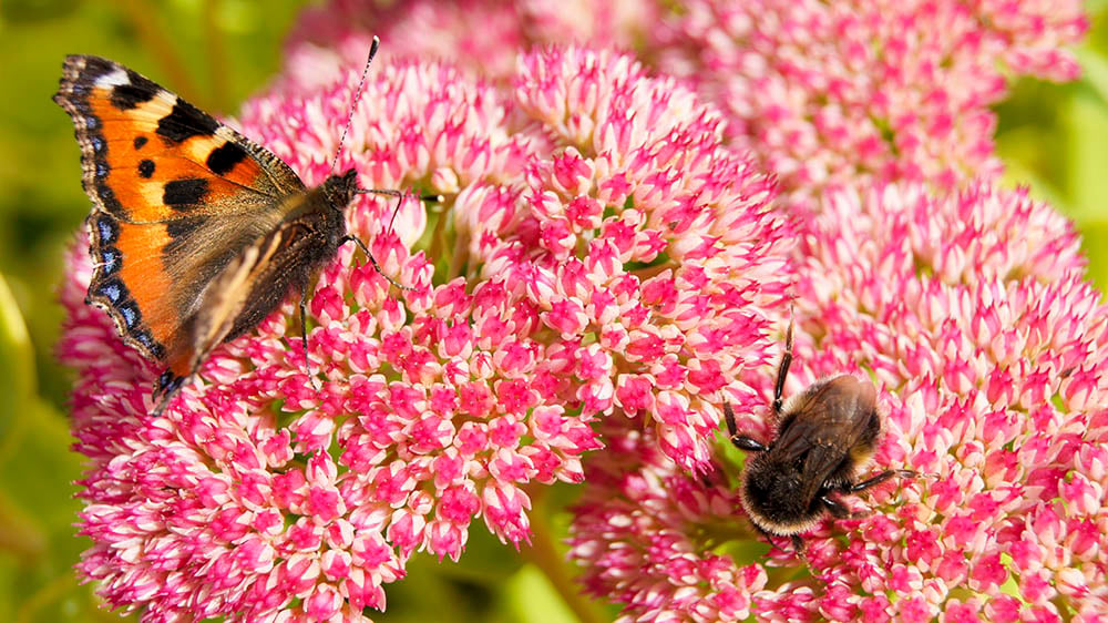 PA Native Plant Discovery Walk 1