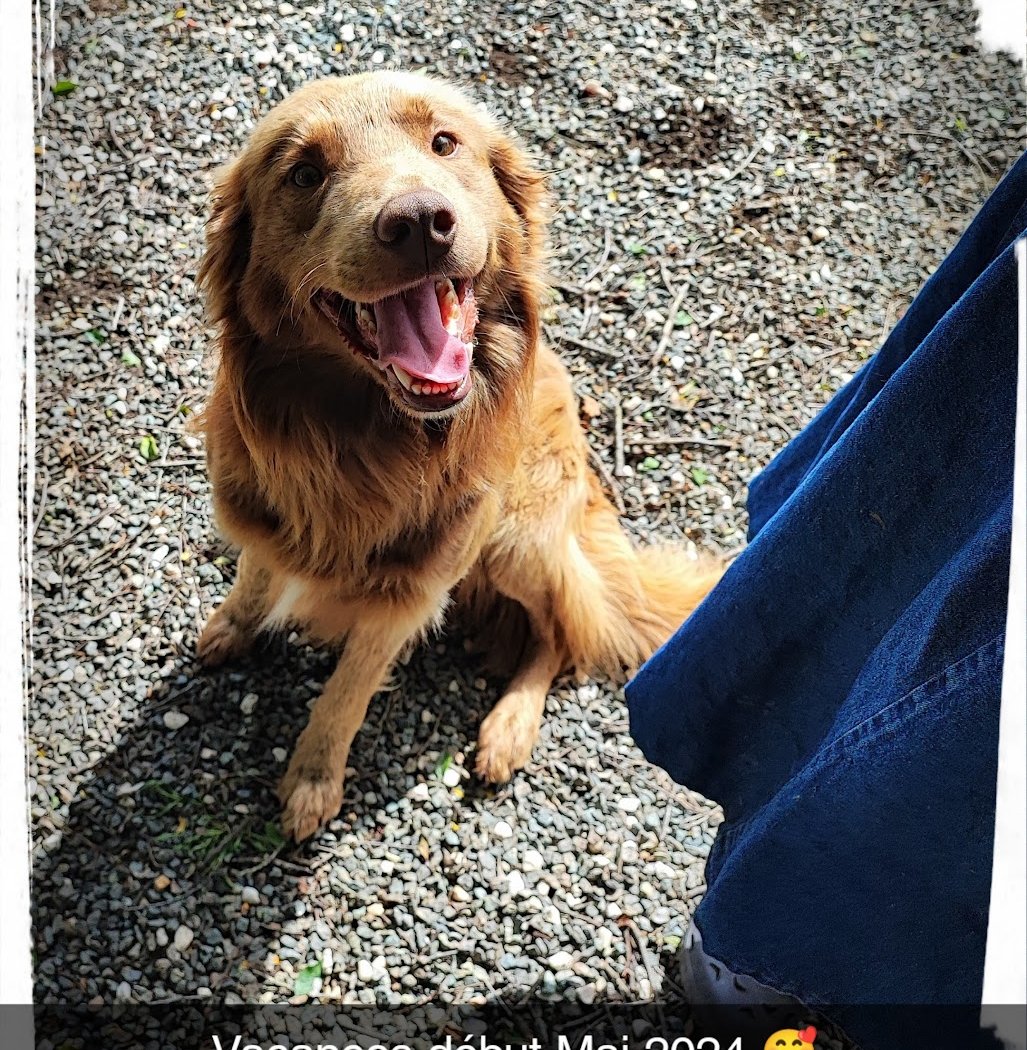 Elevage - Pension Canine et Féline : Les Perles Divines 1