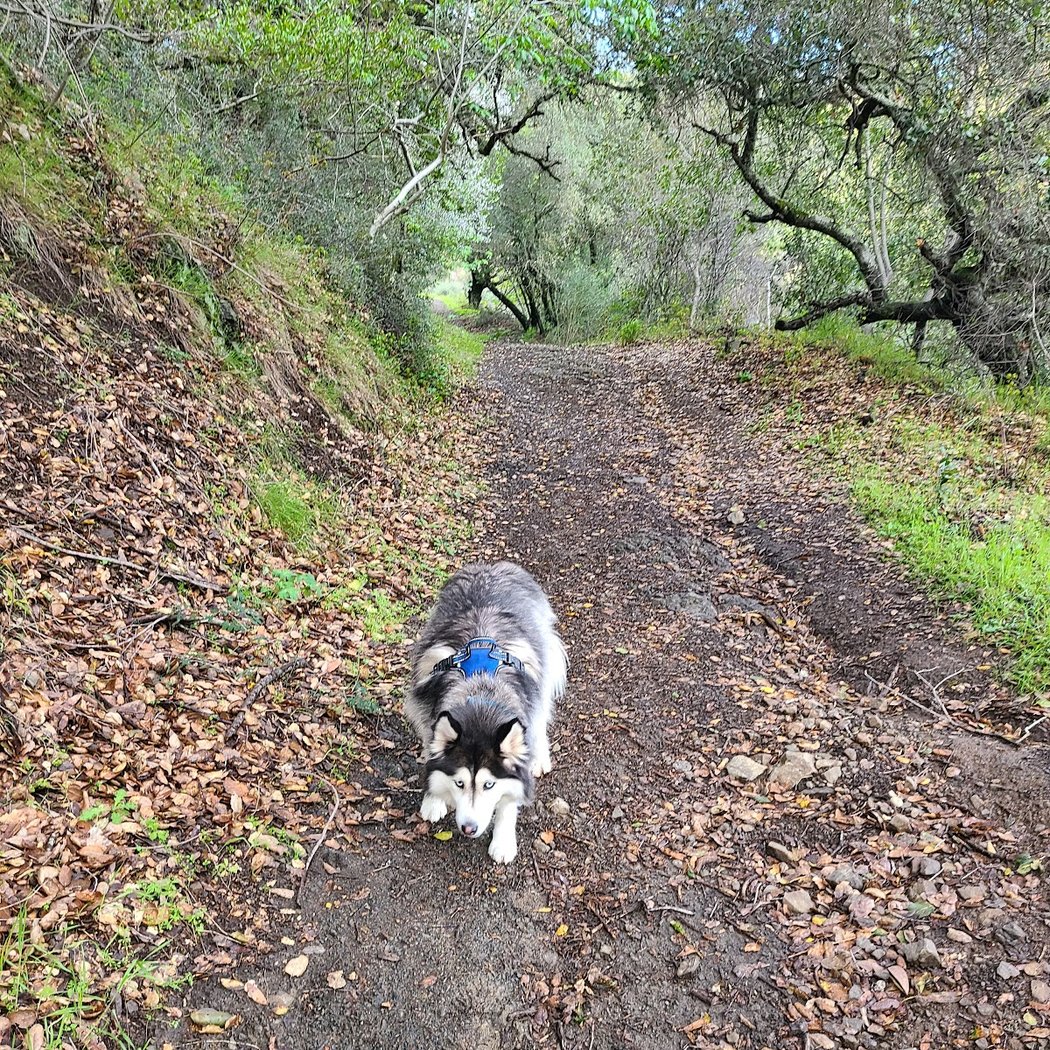 Mt. Umunhum Trail Conquest - Winter 1