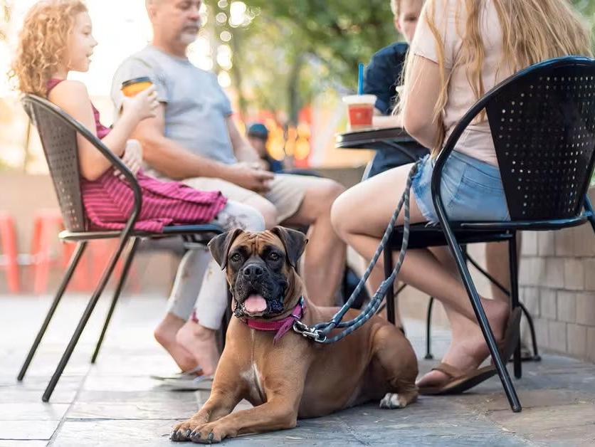 Dog-Friendly Dining & Destinations in NWI 1