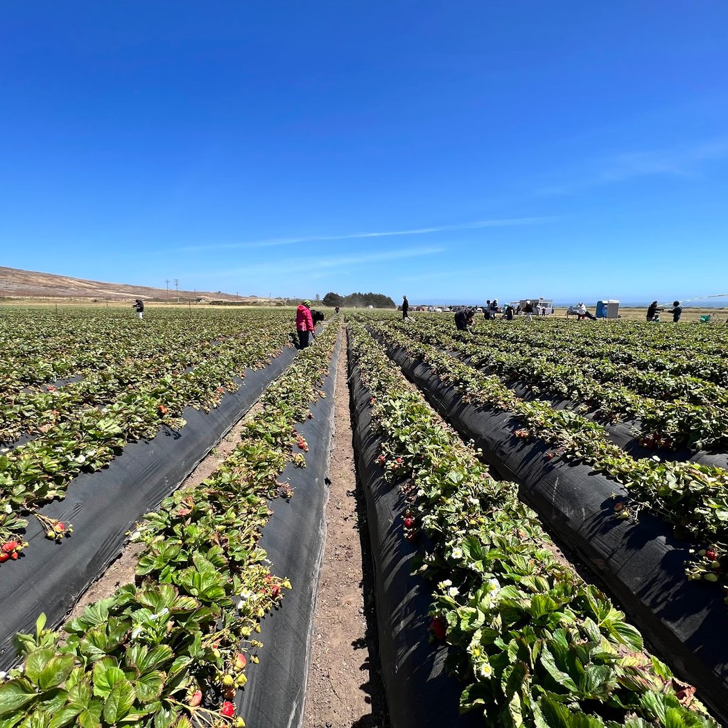 Swanton Berry Farm 3