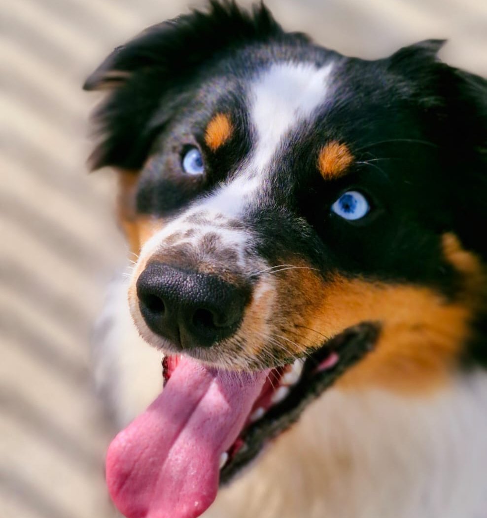 Passion Canine - Les 3s 1