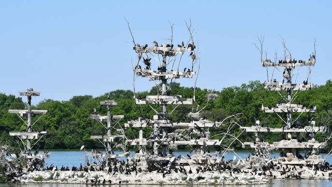 Lake Renwick Migratory Bird Viewing 1
