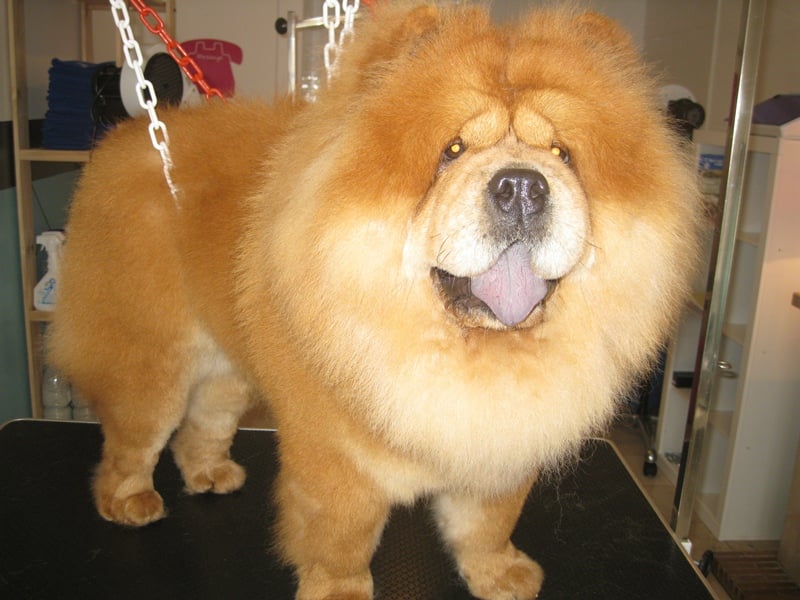 Pets Wouaf'Titud 1