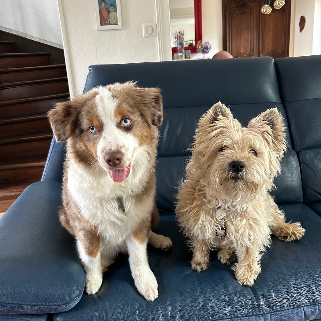 Au Panier Douillet Pension Canine et Féline 1