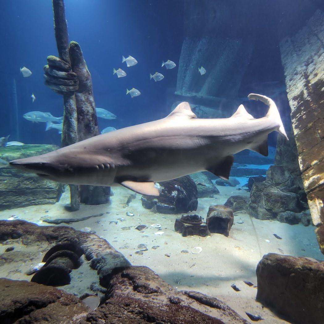 Long Island Aquarium 3