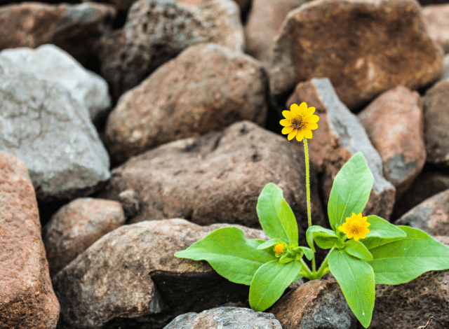 Workshop: Building Everyday Emotional Resilience 1