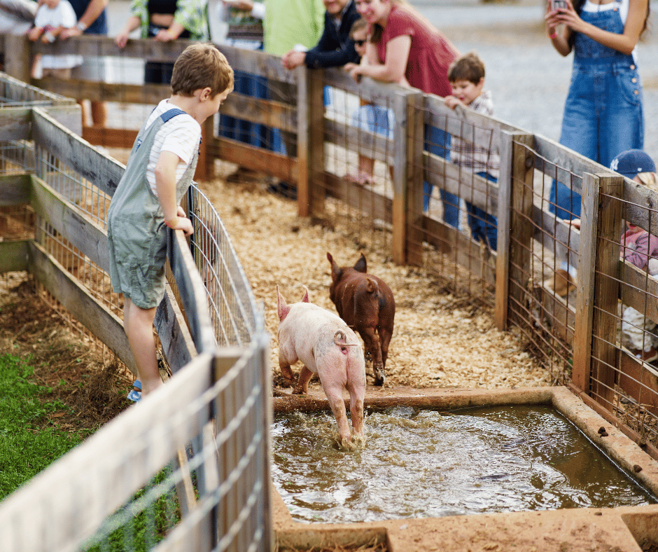 Fall Fun at Cagle's Farm 1