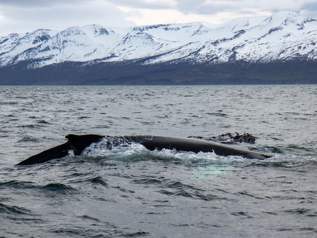 North Sailing Silent Whale Watching 3