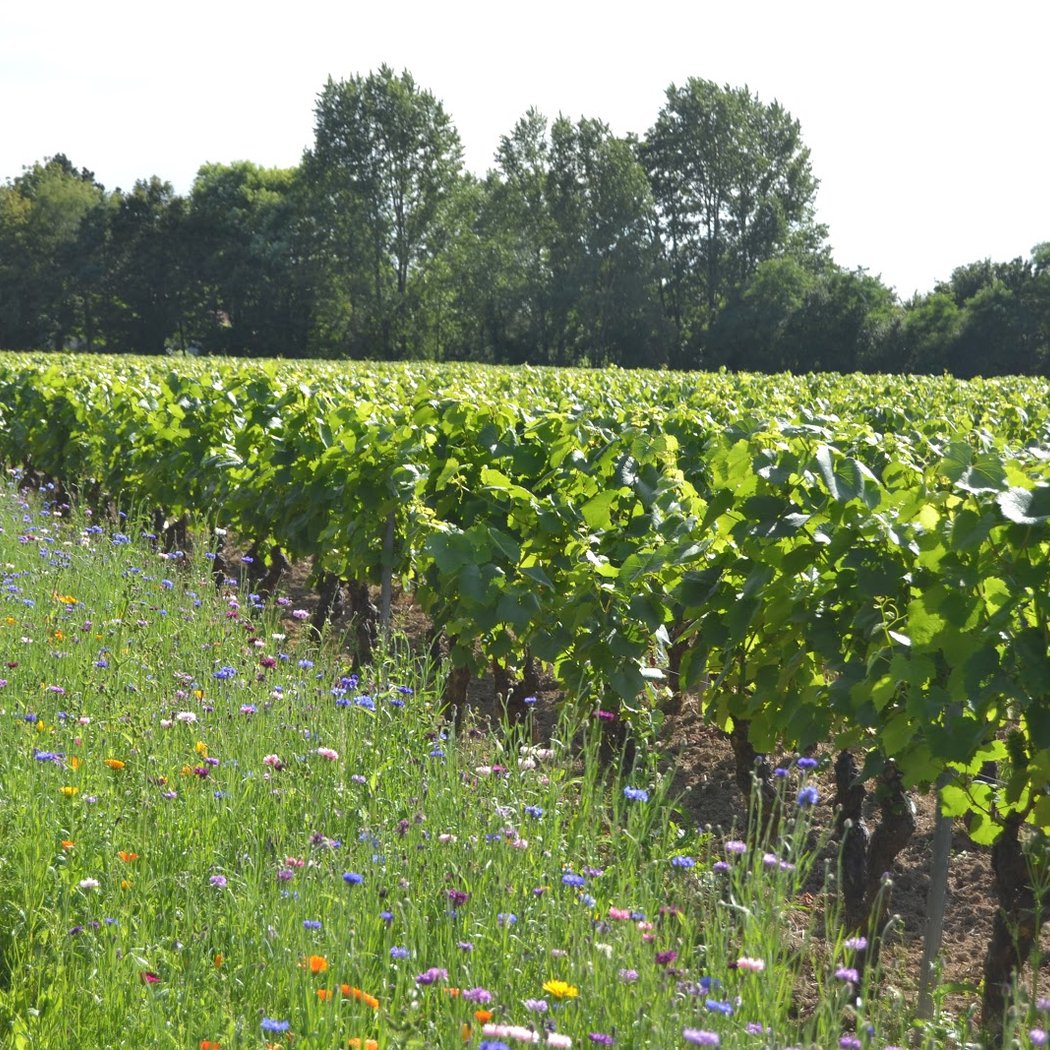 Château du Cléray - Sauvion 3