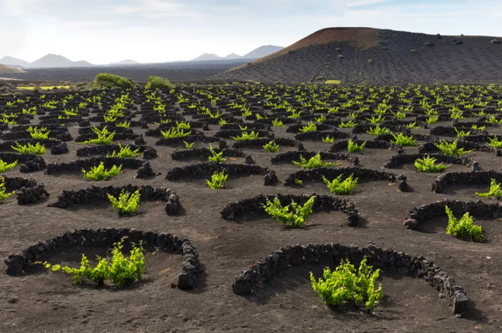 Volcanoes in a Glass: Canary Island Wines 1
