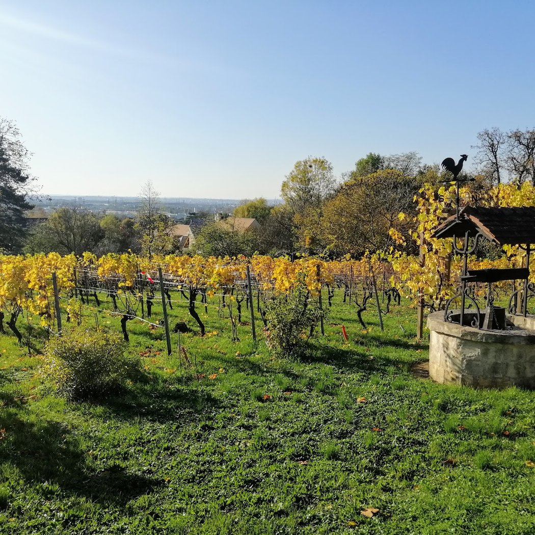 Confrérie des côteaux de Sucy-en-Brie 2