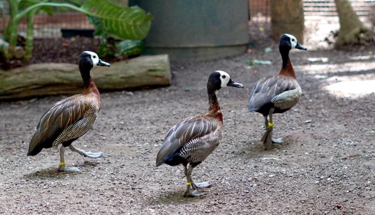 Tierfütterung: Witwenpfeifgänse 1