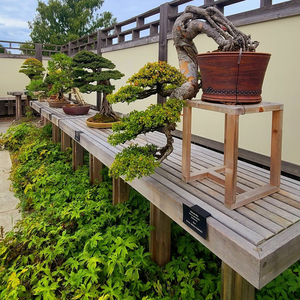 Bonsai Garden 2