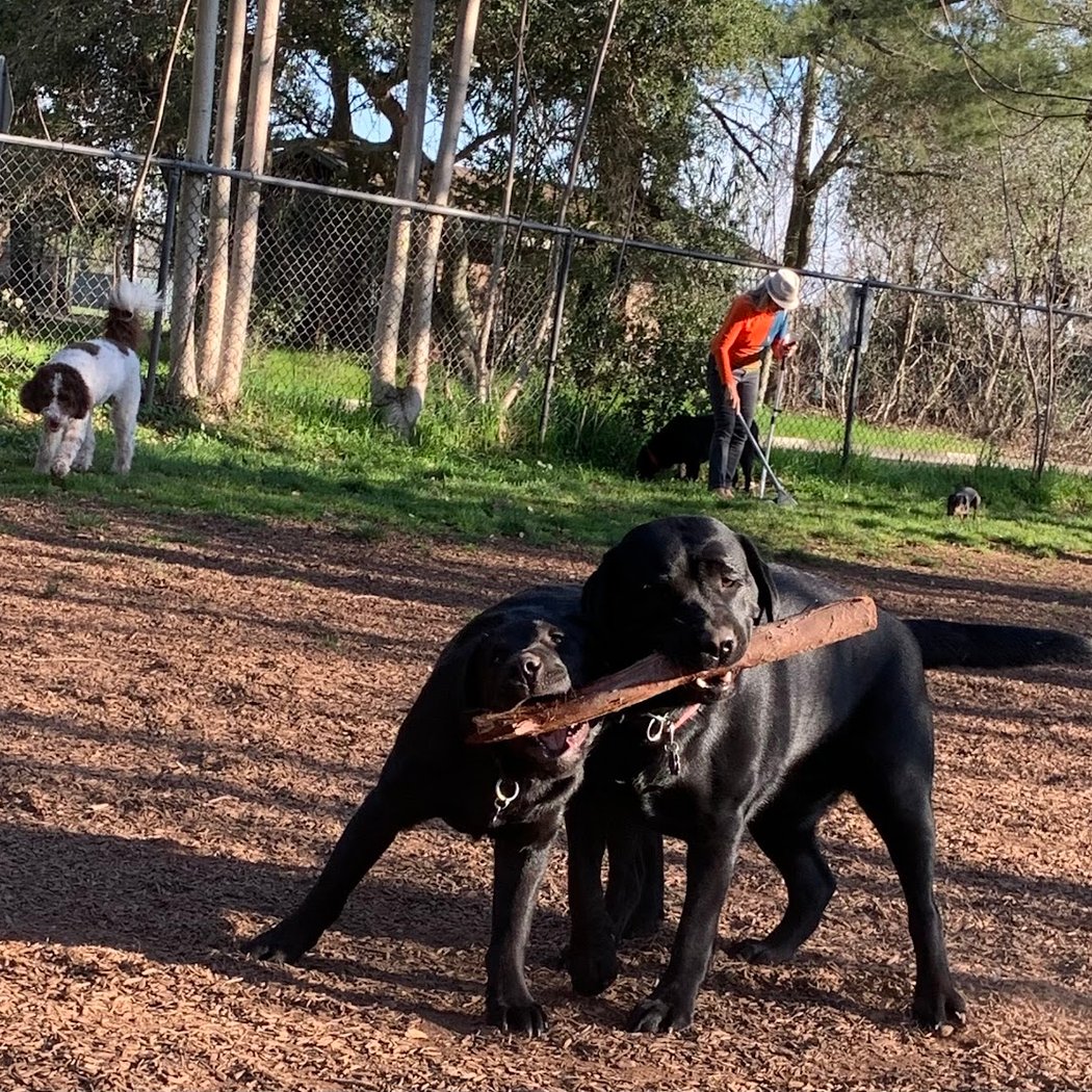 Ernest Holman Memorial Dog Park 1