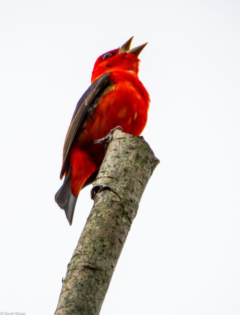 Spring Migration Bird Walk 1
