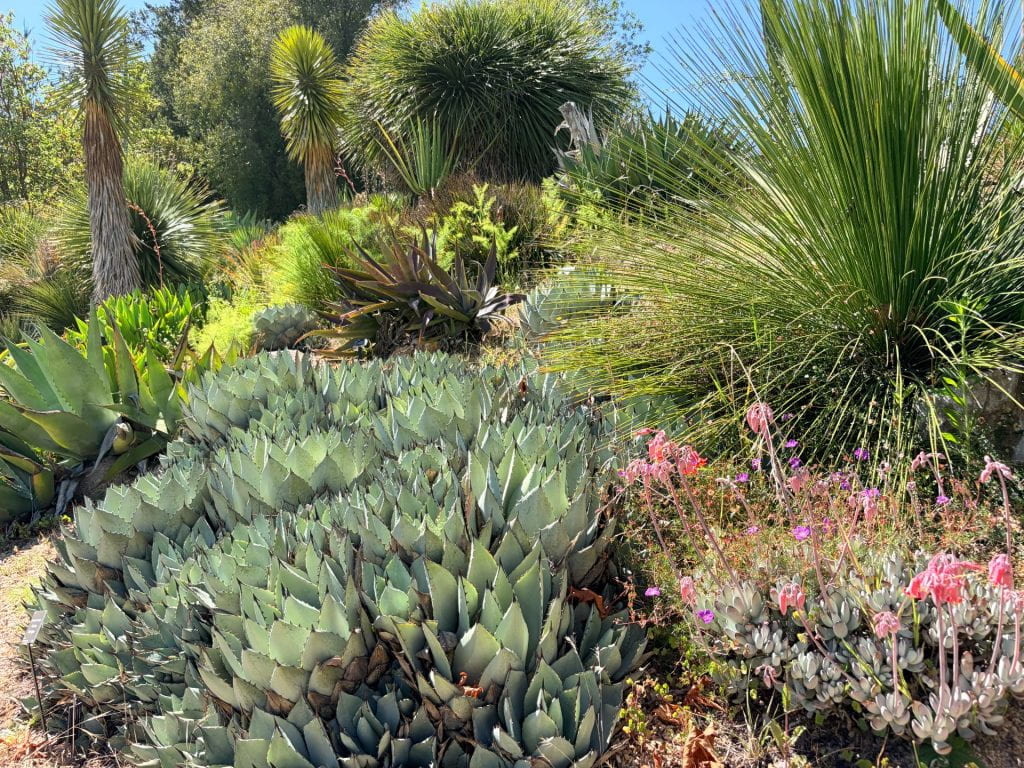 UC Santa Cruz Arboretum & Botanic Garden 1