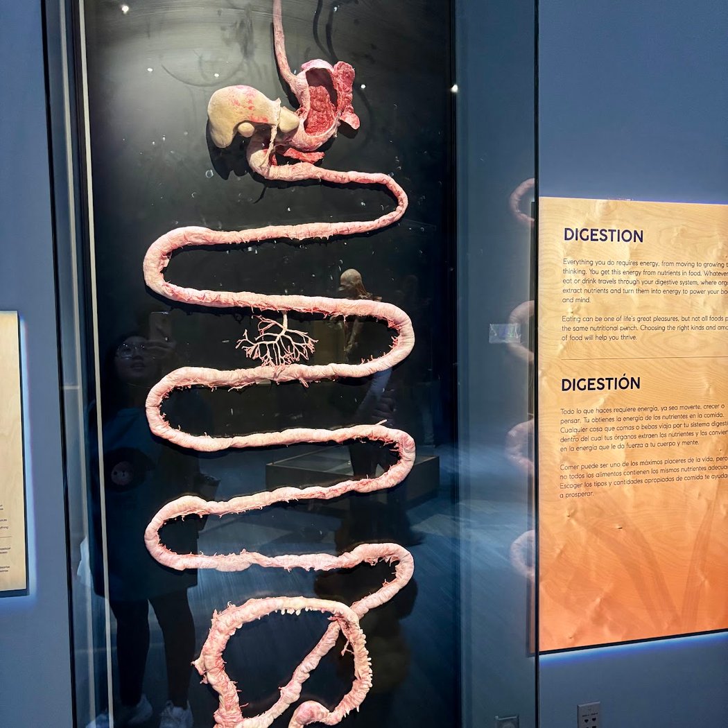 BODY WORLDS Decoded 2