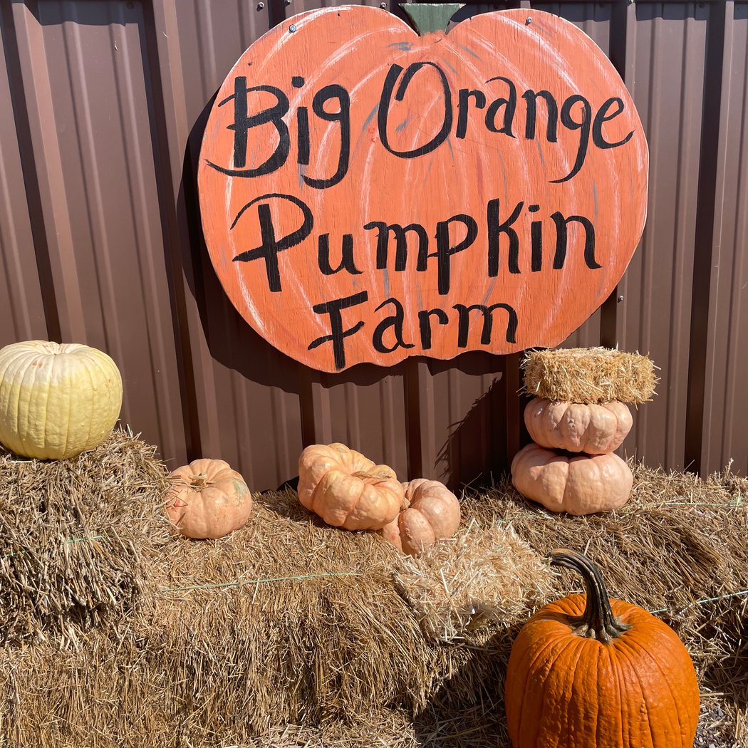Big Orange Pumpkin Farm 3