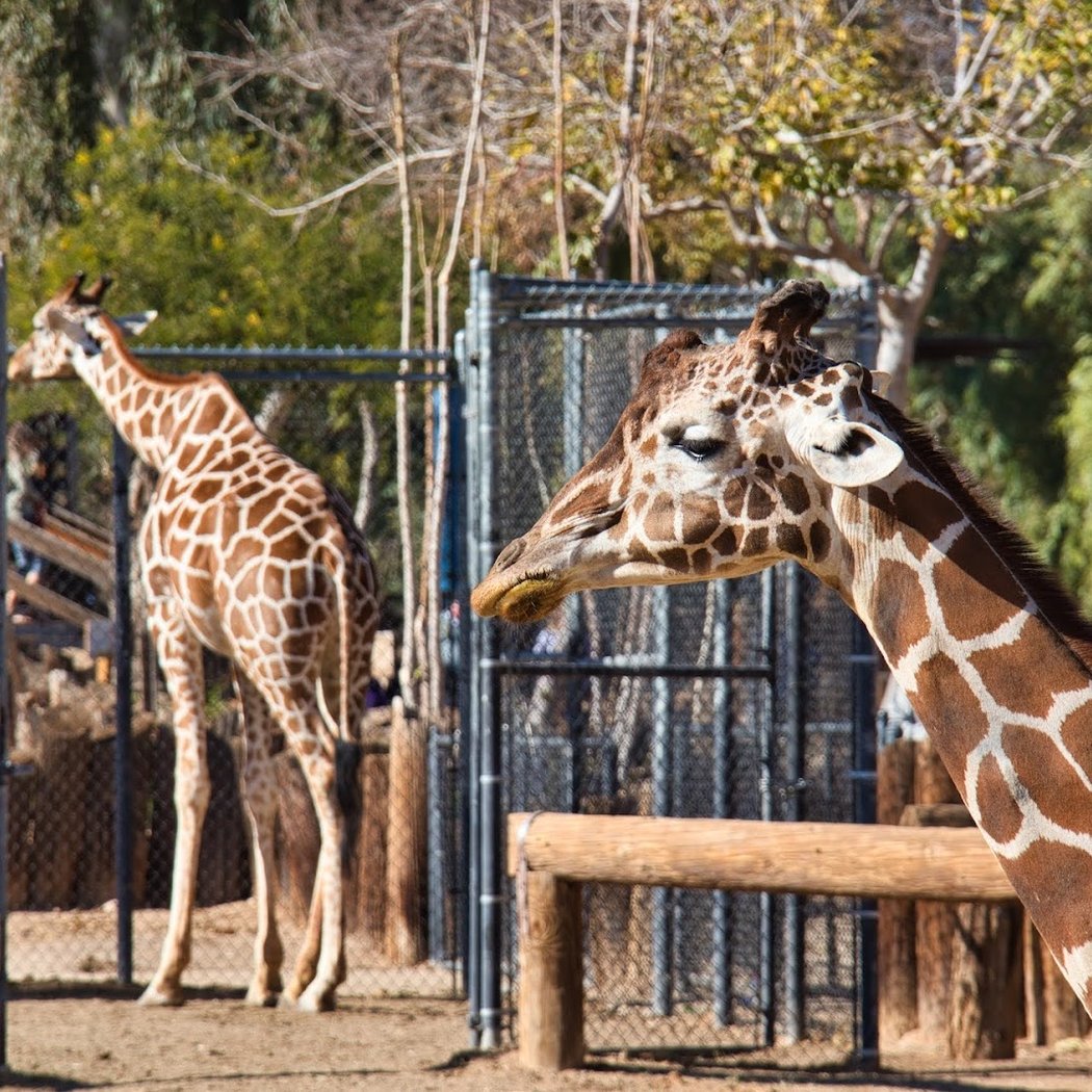 Wildlife World Zoo 3