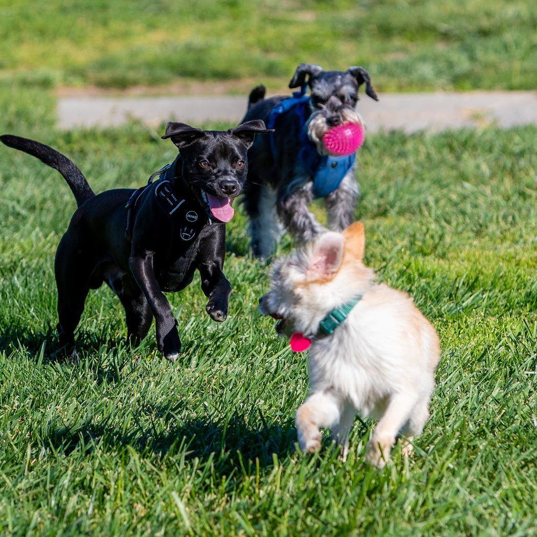 Dog Park for Small Dogs 1