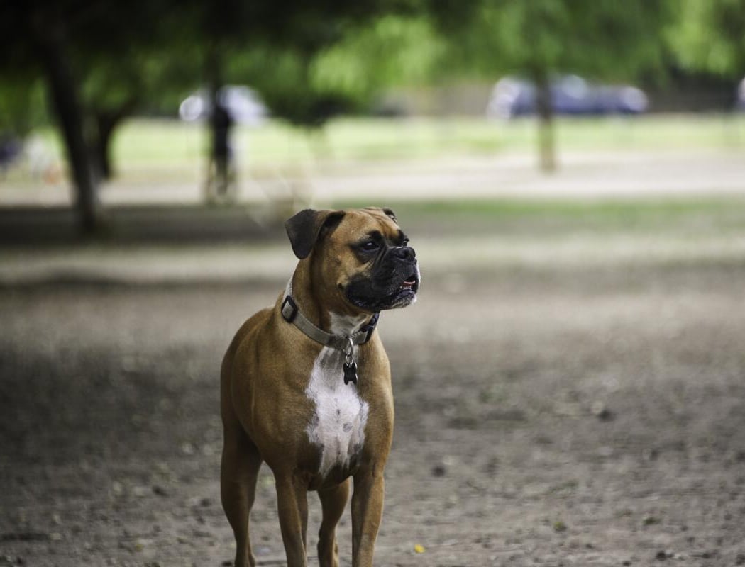 Sepulveda Basin Off-Leash Dog Park 1