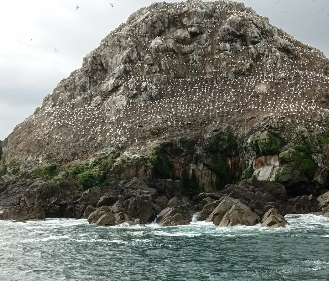 Croisière d'observation de la faune marine aux Sept-Îles 3