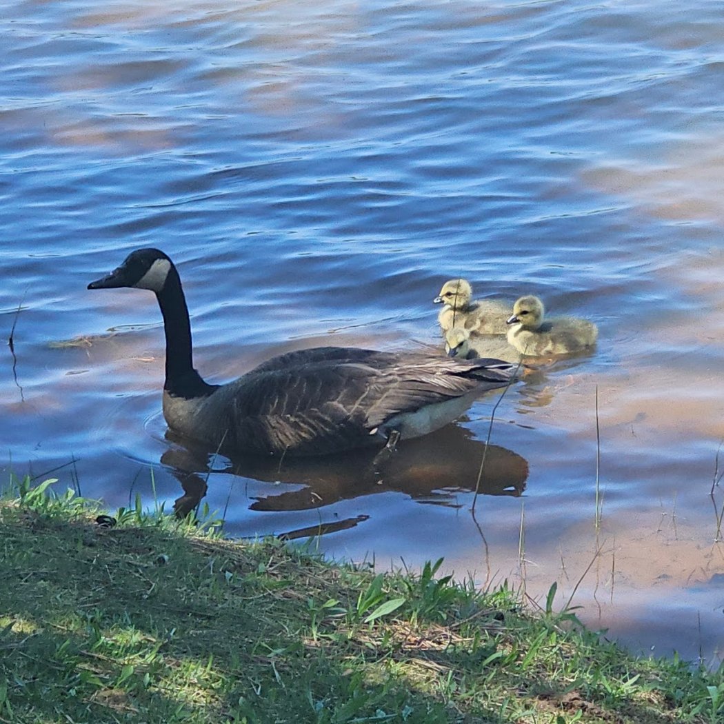 Sayreville Kennedy Park 3