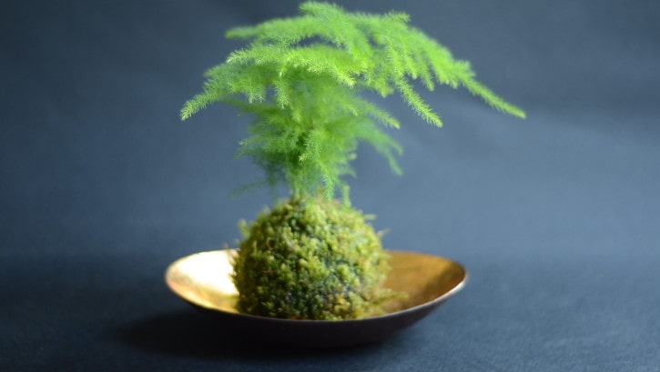 Kokedama chez Espace Japon 1