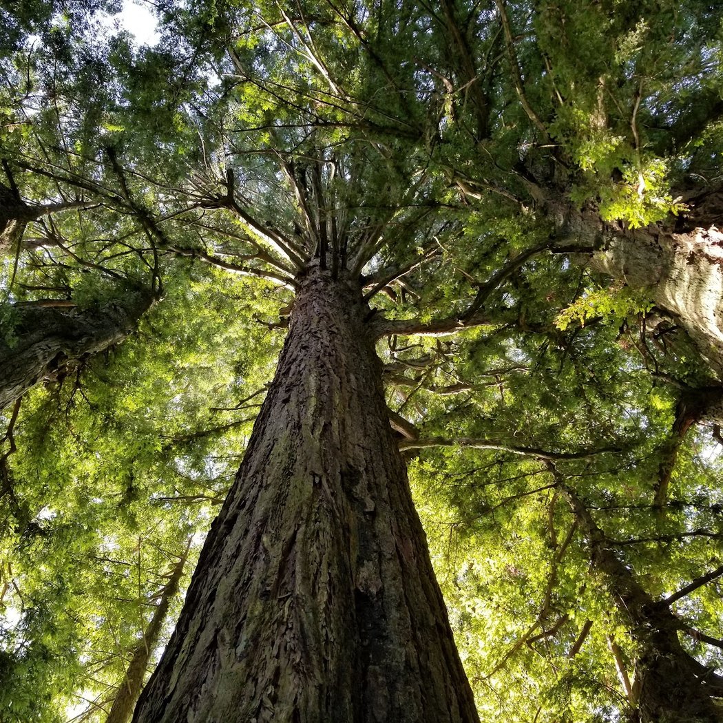 Big Trees Trail 1