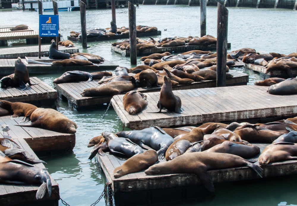 Sea Lions 2