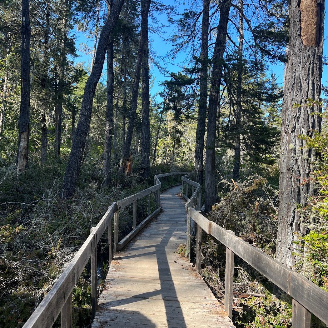 Pygmy Forest Discovery Trail 2