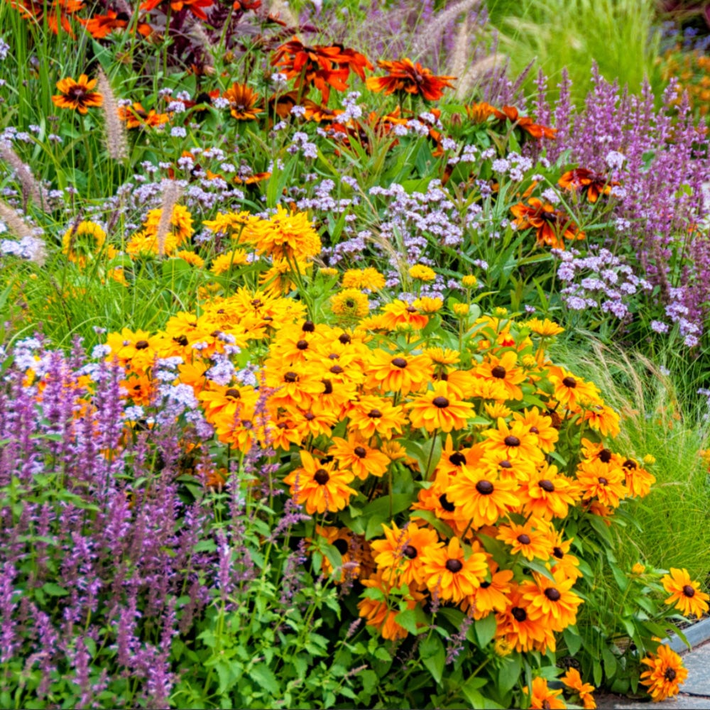 Gardening for Bees, Butterflies & Beyond 3