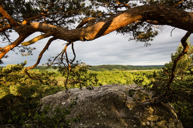 Forêt Domaniale des Trois Pignons 1
