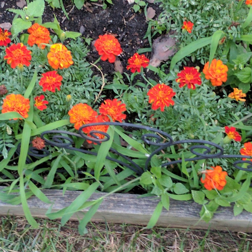 The Amazing Garden 3
