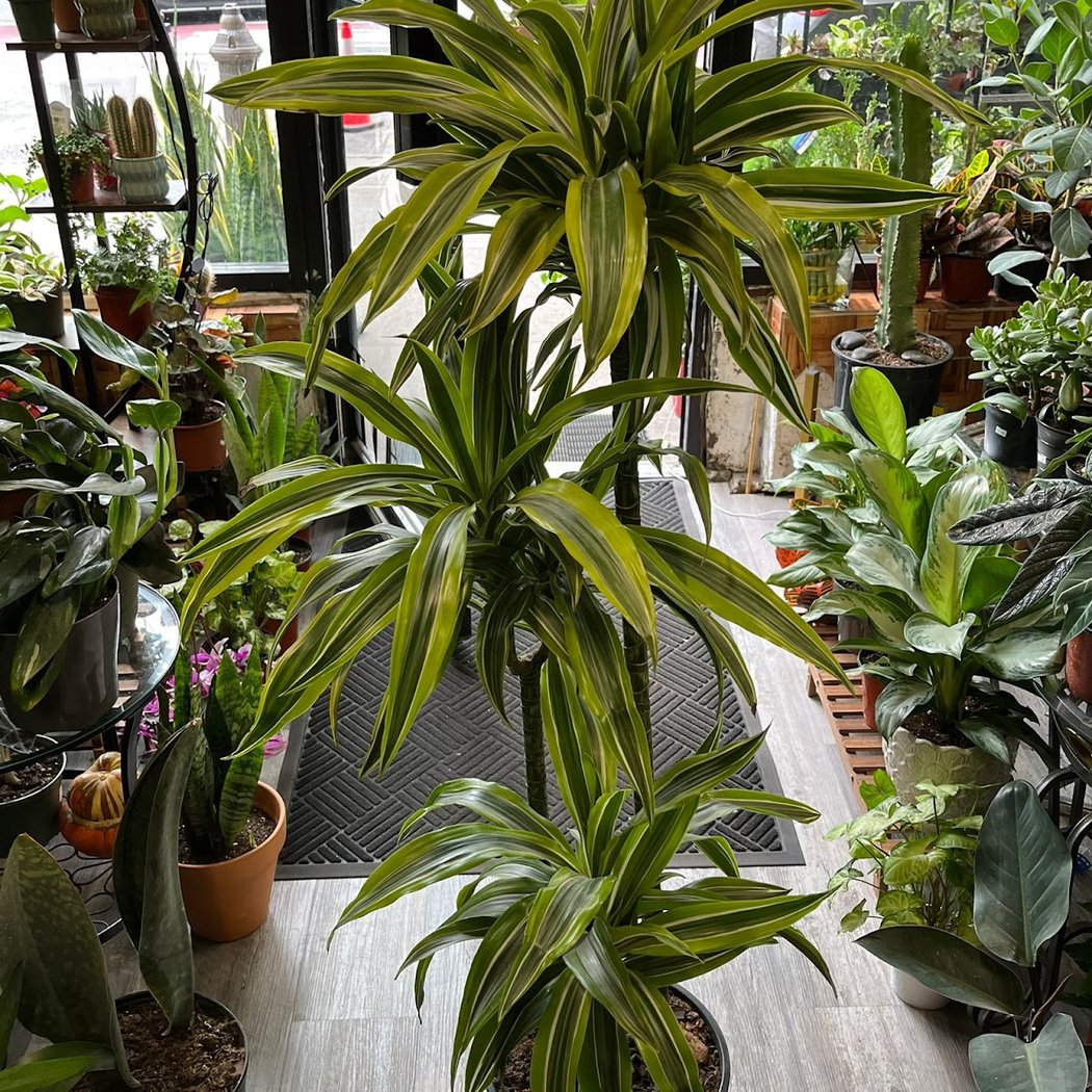 Auntie House of Plants 1