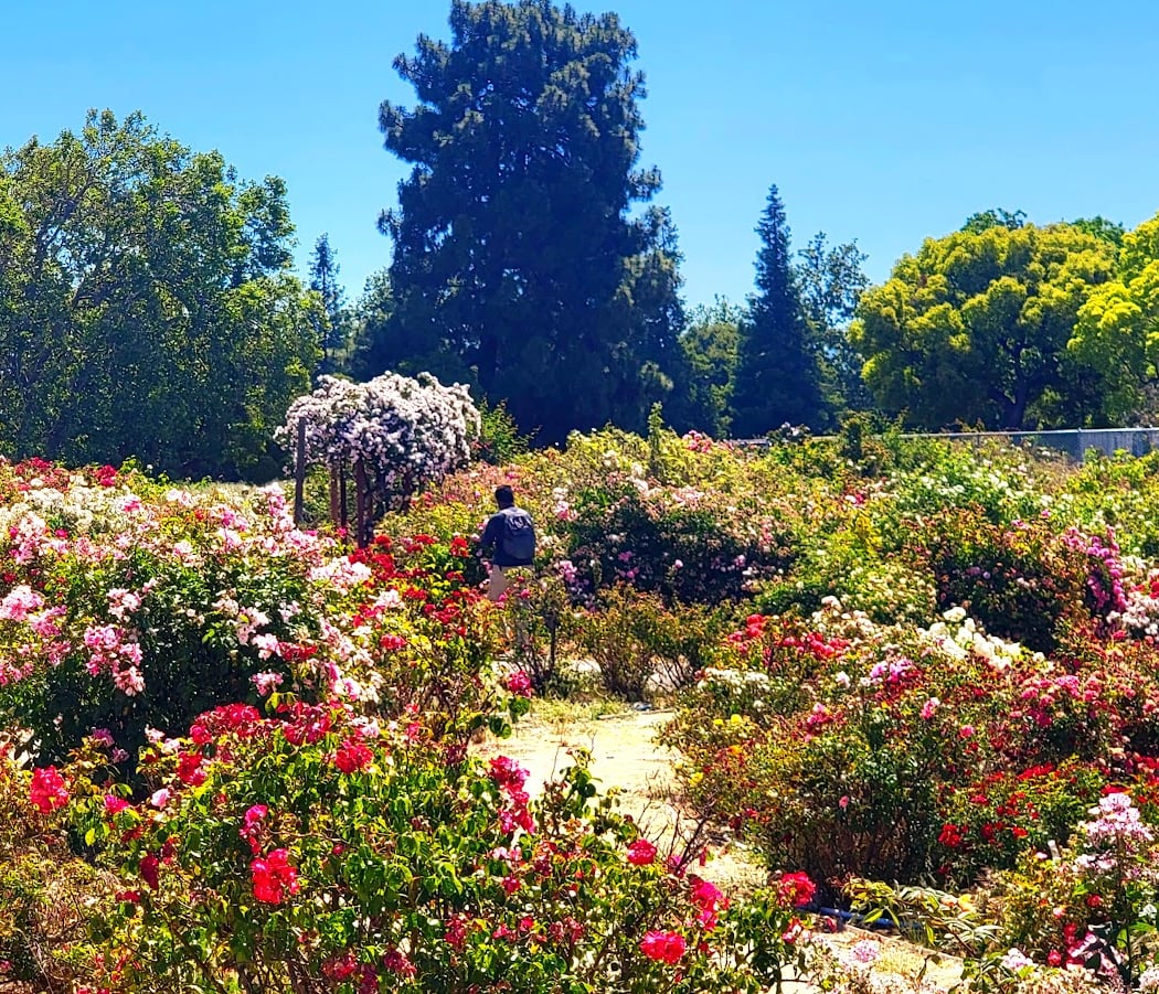 Volunteer in the Heritage Rose Garden 2