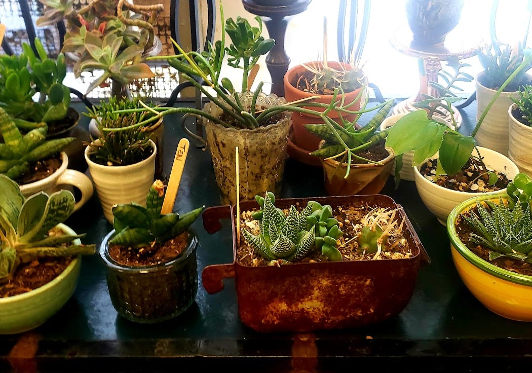 Free Oakland Up Market 4