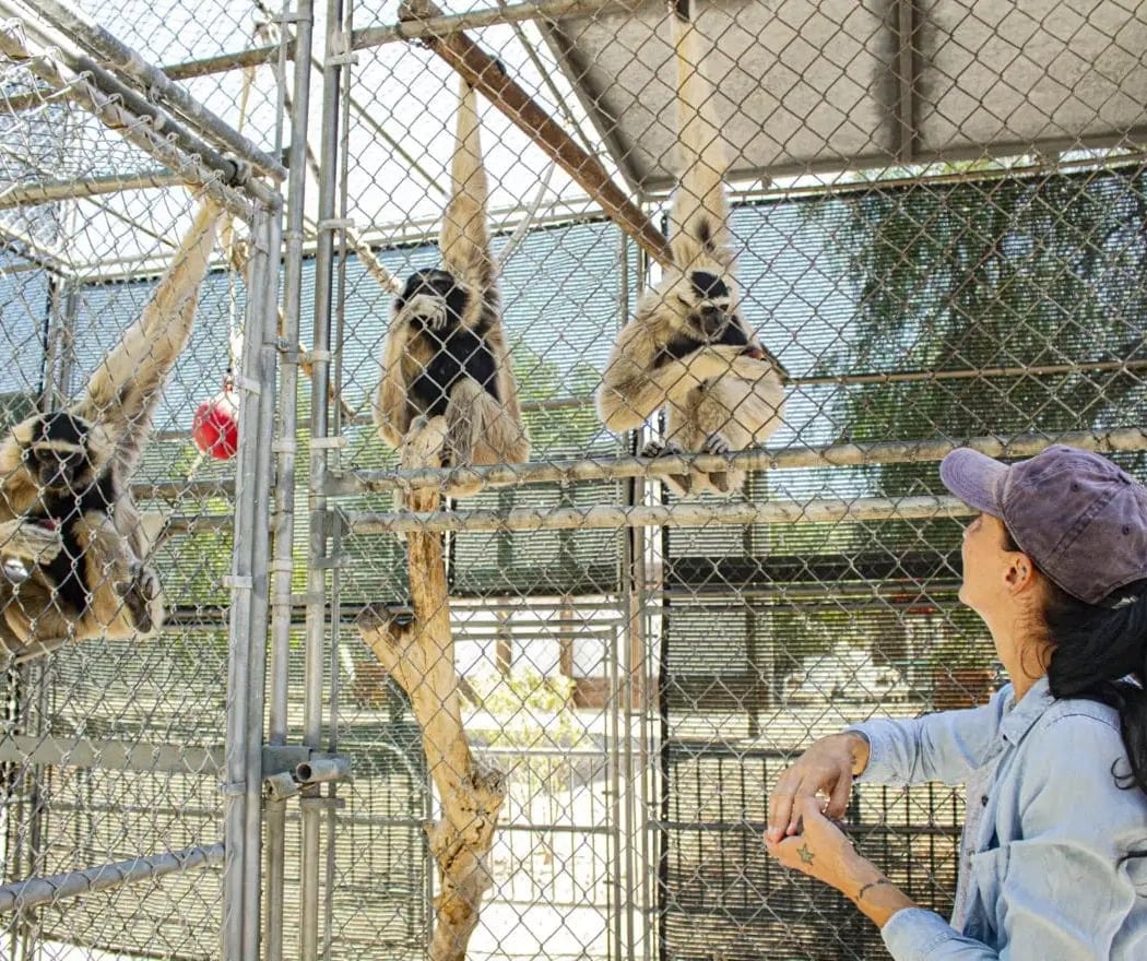 Gibbon Conservation Center Public Tour