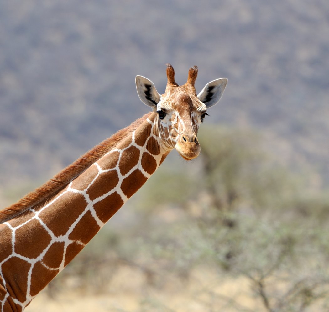 Wow Safari Thoiry 1